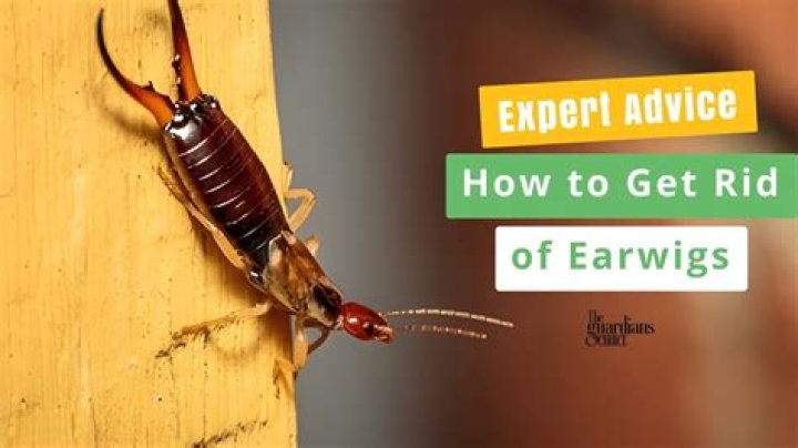 Do earwigs infest houses?