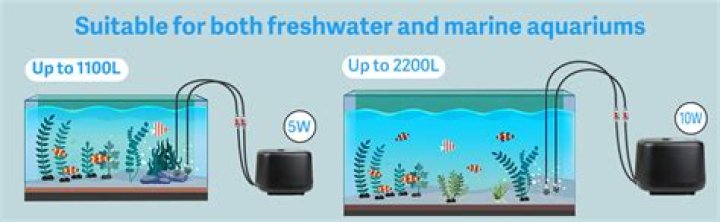 Do fish tanks need air pumps?