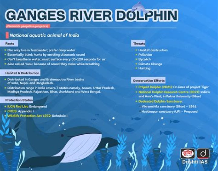 Do ganges river dolphins live in groups?