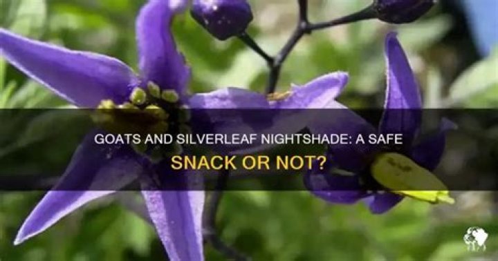 Do goats eat silverleaf nightshade?