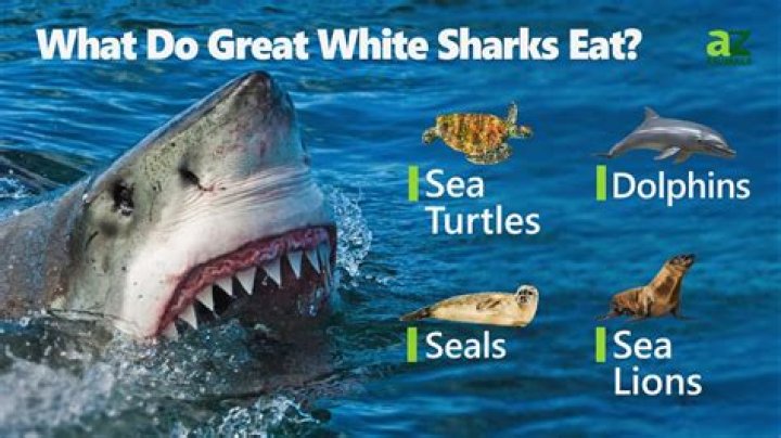 Do great white shark eat?