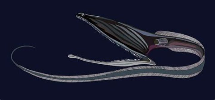 Do gulper eels have teeth?