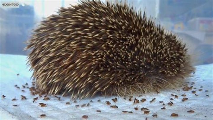 Do hedgehogs have fleas?