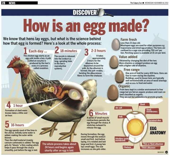 Do hens and chickens lay eggs?