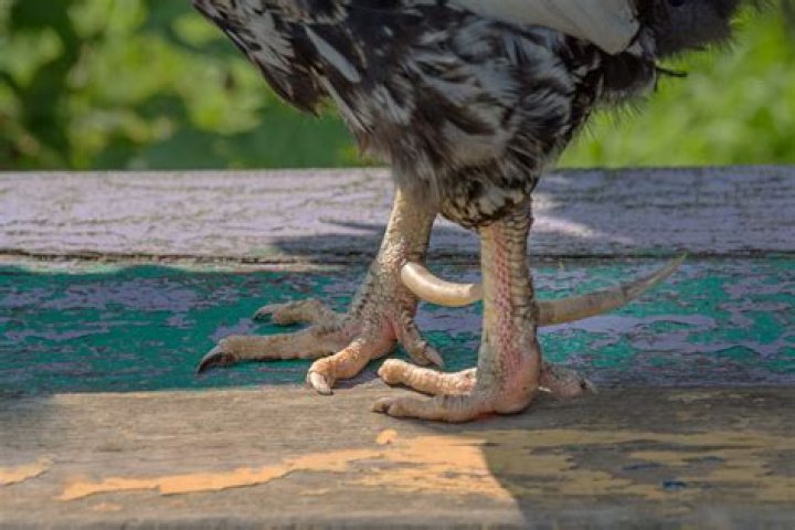 Do hens have talons?