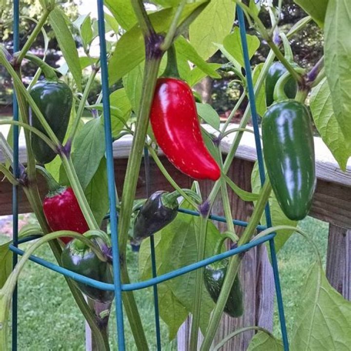 Do jalapenos get spicier as they ripen?
