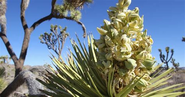 Do joshua trees flower?