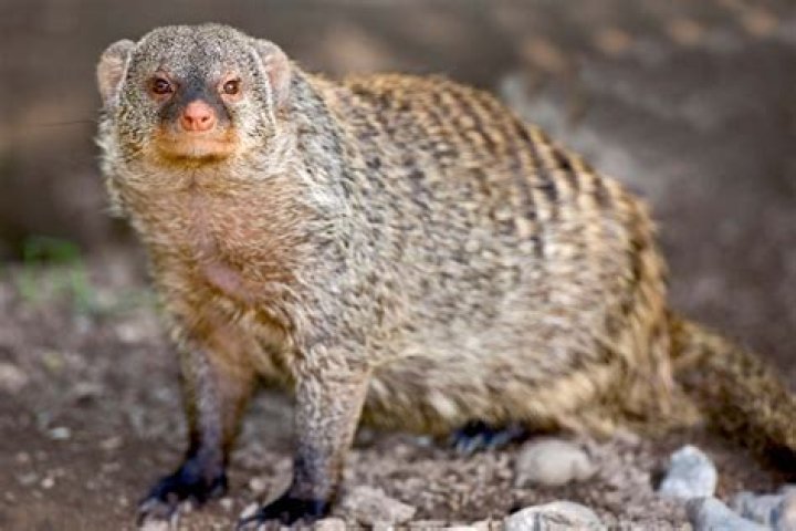 Do mongooses make good pets?
