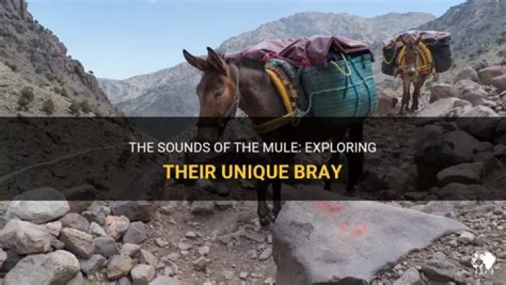 Do mules bray like a donkey?