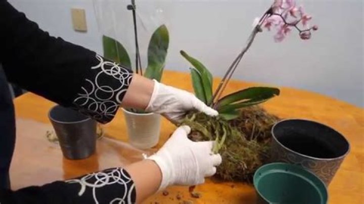 Do orchids rebloom after they die?