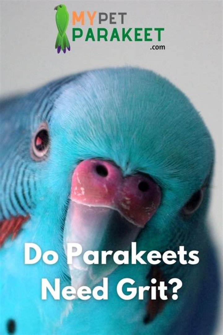 Do parakeets need grit?