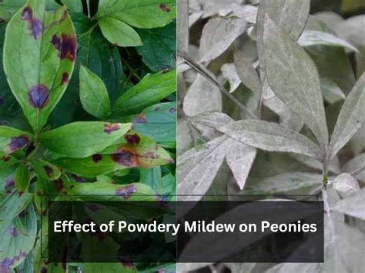 Do peonies get powdery mildew?