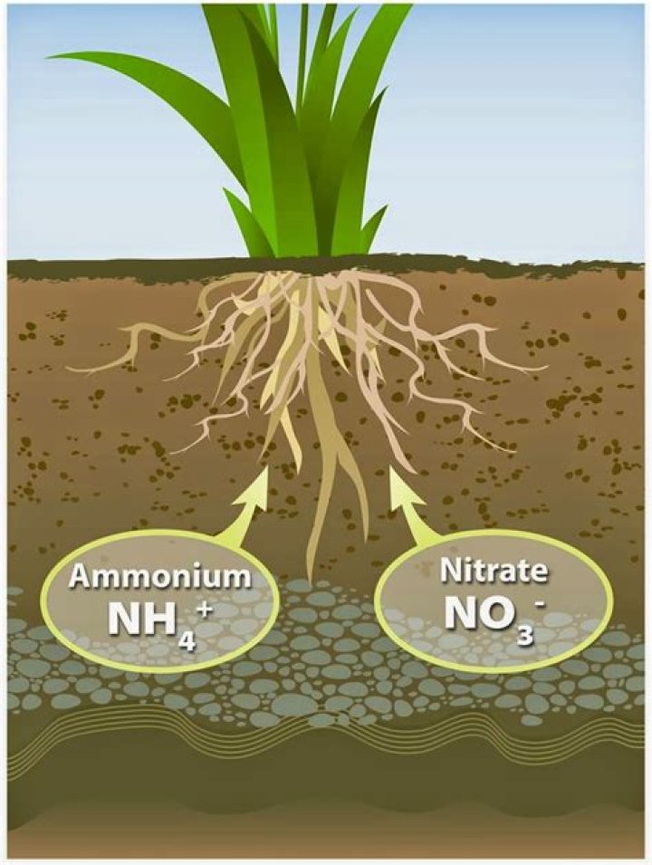 Do plants use ammonia or nitrate?