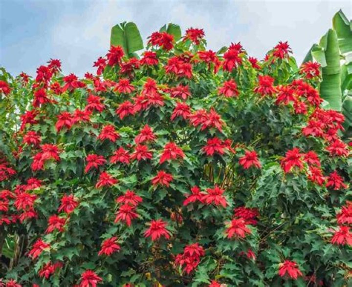 Do poinsettias come back every year?