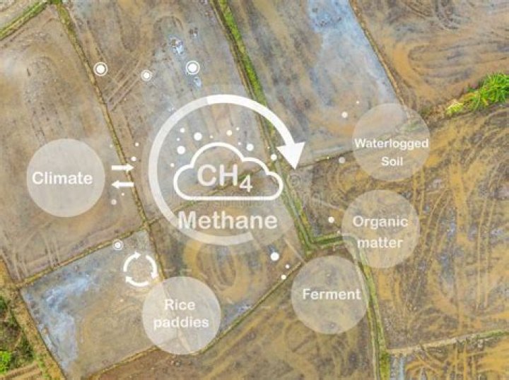 Do rice paddies produce methane?