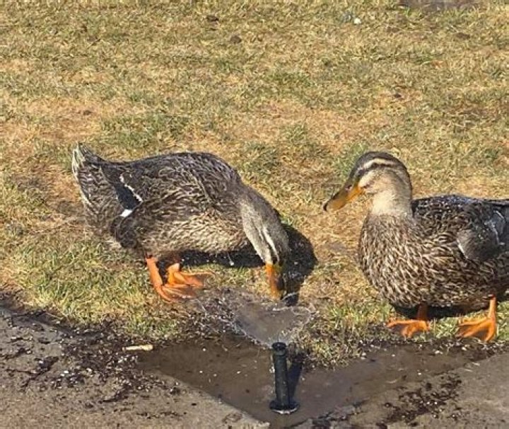 Do rouen ducks make good pets?