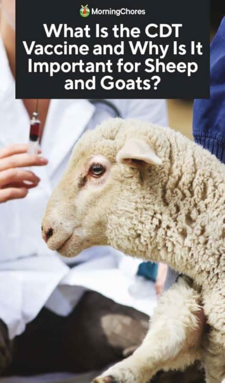 Do sheep need cdt shots?