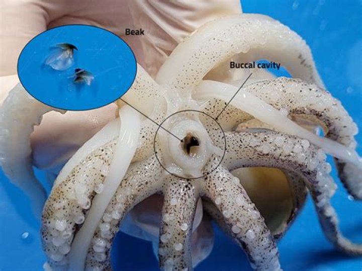 Do squid have a beak?