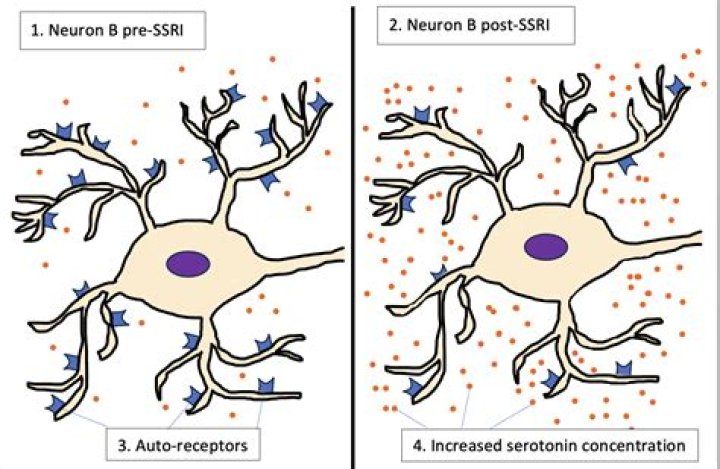 Do ssris promote neurogenesis?