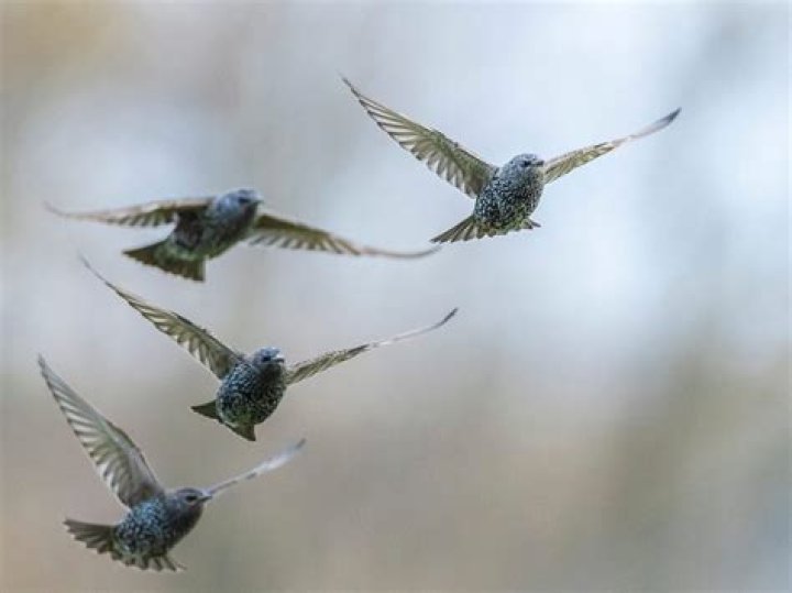 Do starlings migrate in usa?