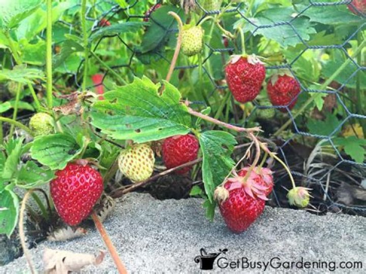 Do strawberries like dolomite?