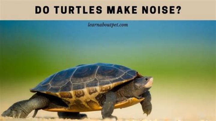 Do turtles make noise?