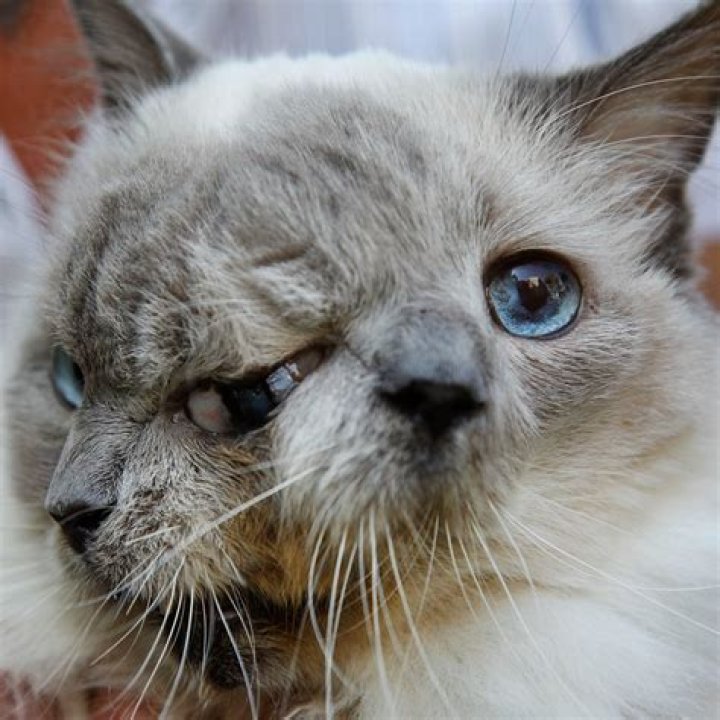 Do two faced test on animals?