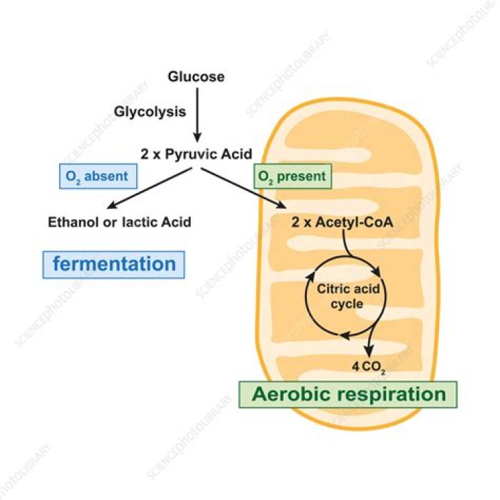 Do yeast do aerobic respiration?