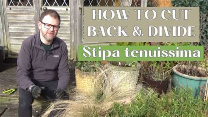 Do you cut back stipa tenuissima?