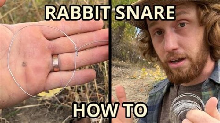 Do you need a license to snare rabbits?