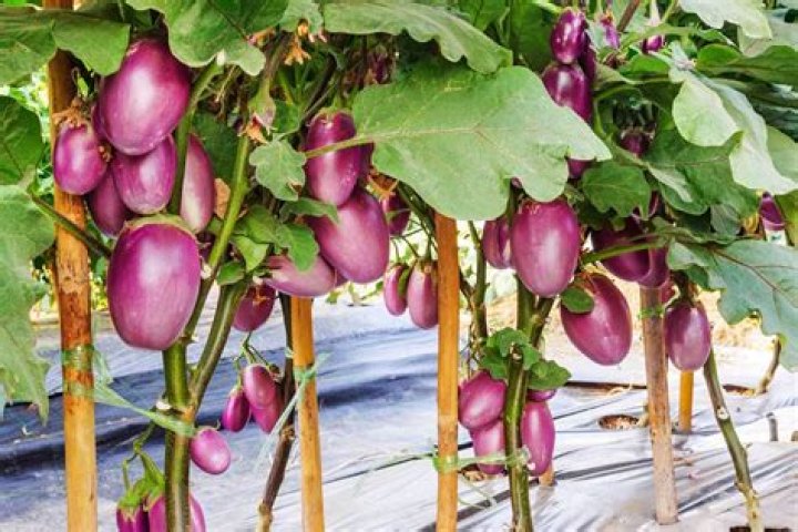 Do you need to stake eggplants?