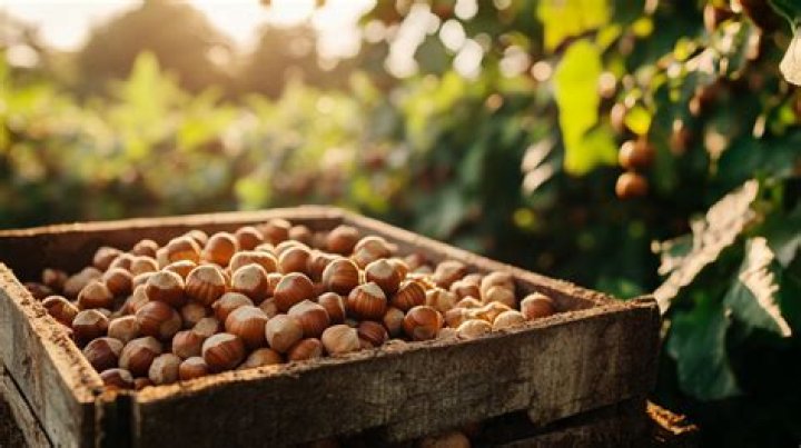Do you need two hazelnut trees?