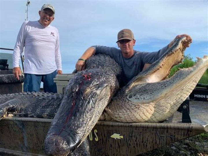 Do you shoot alligator?
