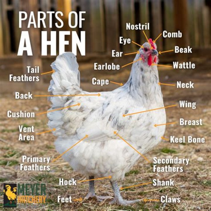 Does a hen crow?