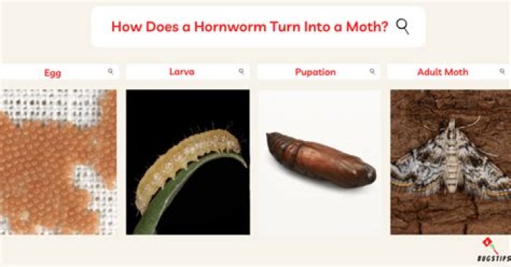 Does a hornworm turn into a moth?