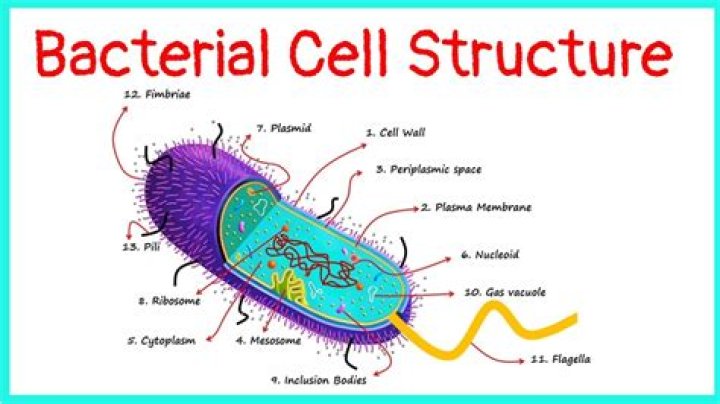 Does bacteria outnumber cells?