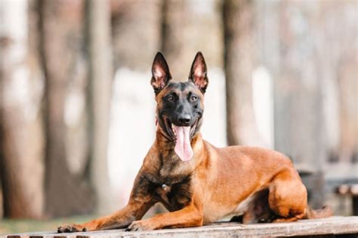 Does belgian malinois shed?