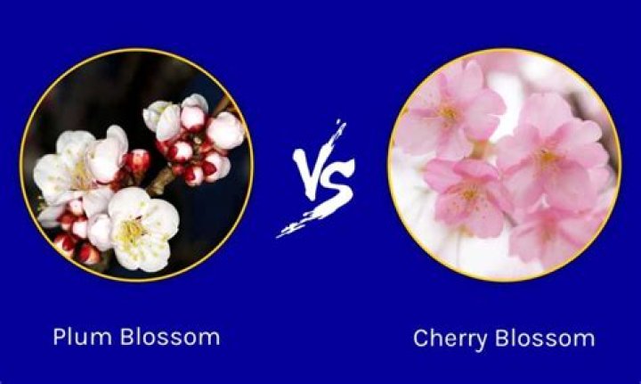 Does blossom mean fruit?