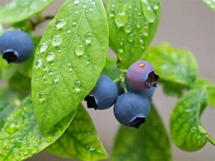 Does blueberry ash have invasive roots?
