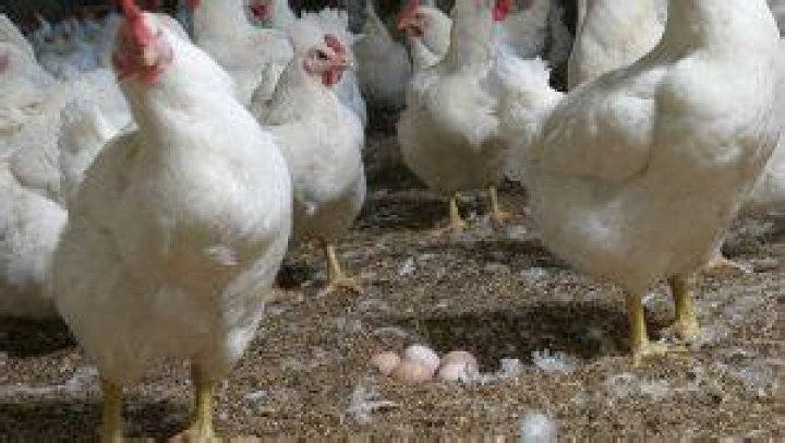 Does broilers lay eggs?
