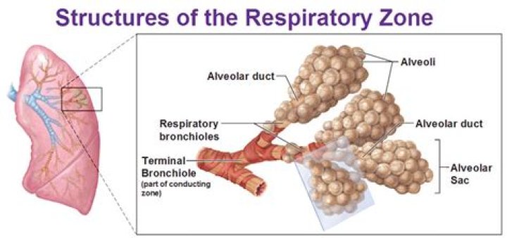 Does bronchioles contain alveoli?