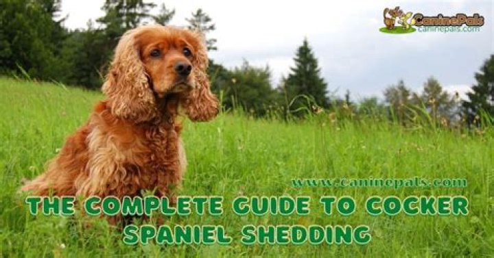 Does cocker spaniel shed?