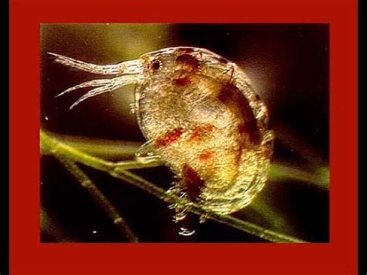 Does copepods eat amphipods?