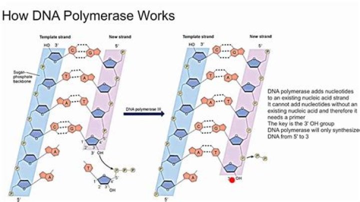 Does dna polymerase require a primer?