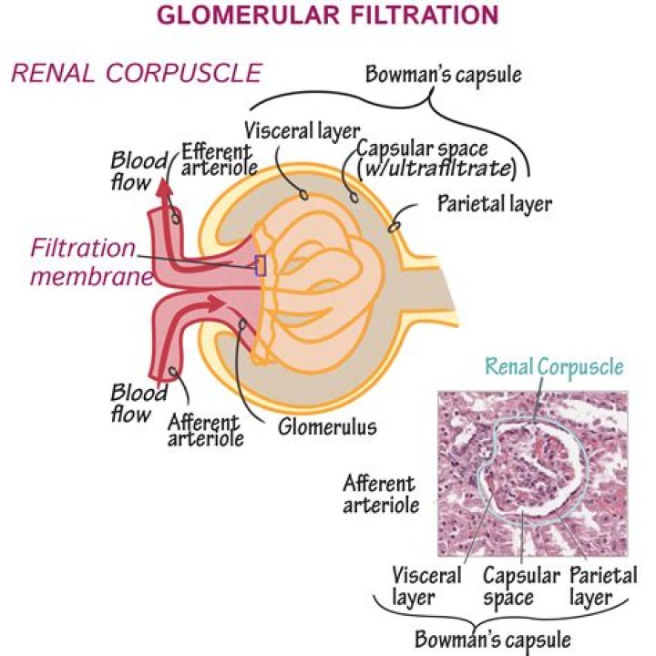 Does filtration occur in the renal corpuscle?