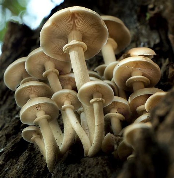Does fungi perfecti ship to canada?