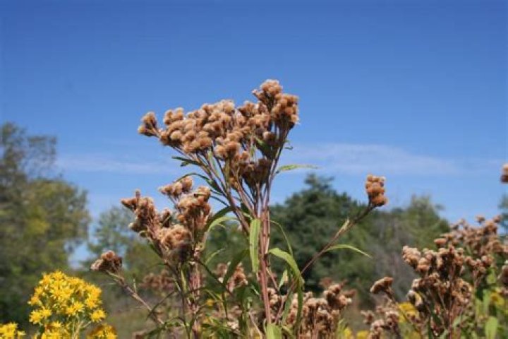 Does helen die in ironweed?