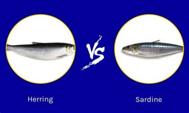 Does herring taste like sardines?
