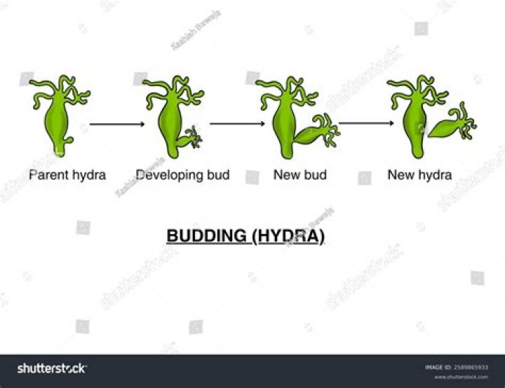 Does hydra reproduce by budding or regeneration?