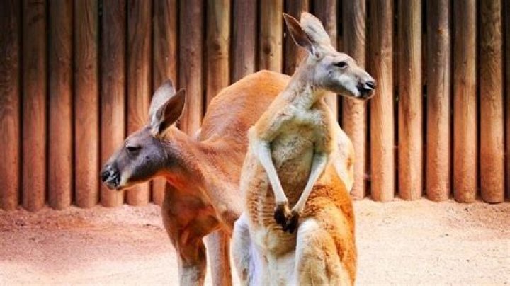 Does kangaroo mean i don't understand?